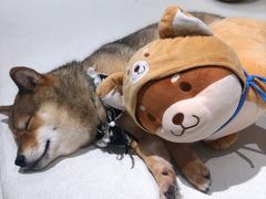 -柴务处·柴犬主题狗咖