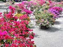 -深圳仙湖植物园