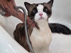 -momokira米努特·德文卷毛猫·棉花面纱犬