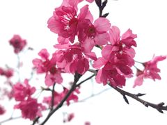 -中国科学院华南植物园