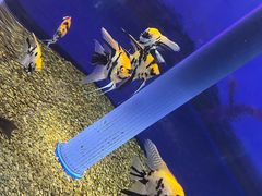 -沙沙哗啦海洋馆(华宇百花谷店)