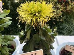-杭州植物园