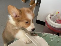 -我爱猫咪·猫咖·狗咖·安哥拉兔·羊驼咖(小寨华旗店)