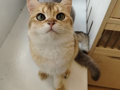 -Let's go狗咖·猫咖·奶狗·桌游(春熙路IFS店)