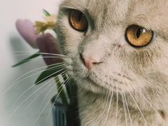 -宠颐生宠物医院·心肾内科·猫专科诊疗中心宠巢店