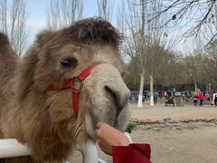 -长白岛森林公园