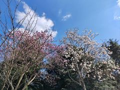 -羊山湖公园