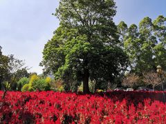 -广州市流溪河国家森林公园
