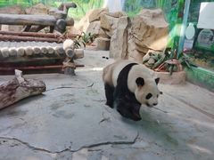-灵玲国际马戏城