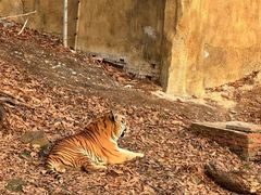 -合肥野生动物园
