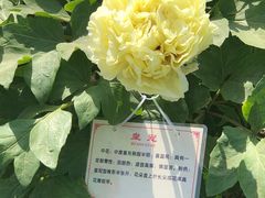 -曹州牡丹园