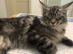 -十年猫舍·猫咪专门店(普陀店)