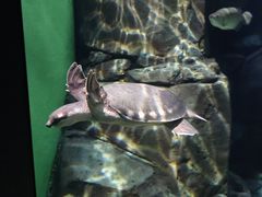 -上海海洋水族馆