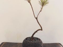 -侘寂甜品(自取店)
