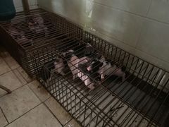 -黄记四更烤乳猪店