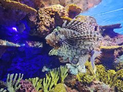 -上海海洋水族馆