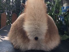 -柴犬高等学院·狗咖·柴犬售卖·宠物训练