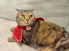 -猫儿山۰猫主题餐厅