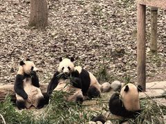 -中国大熊猫保护研究中心雅安碧峰峡基地