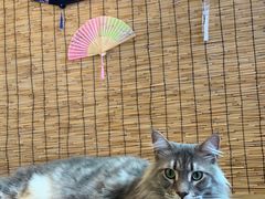 -楼上猫咖(罗湖店)