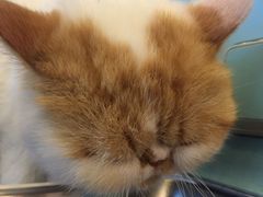 -喵屿·大理花园猫咖