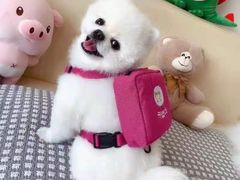 -宠爱多约克夏马尔济斯泰迪小型犬专卖