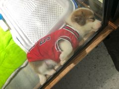 -宠物世家(仲盛世界商城店)