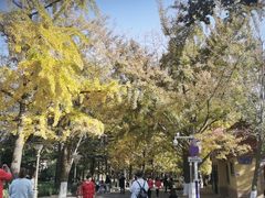 -八大关景区