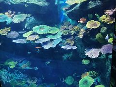 -暹罗海洋世界