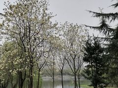 -后襄河公园