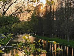 -上海共青森林公园