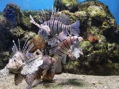 -大连老虎滩海洋公园