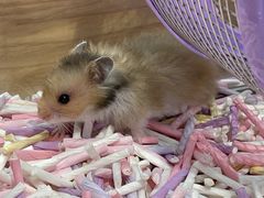 -Pets First伊珊娜洗护·精致美容·家庭式寄养(新会路店)