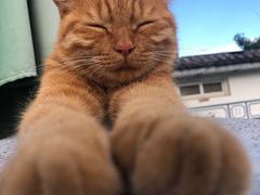 -喵屿·大理花园猫咖