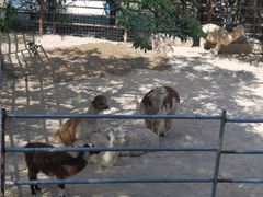 -青藏高原野生动物园