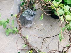 -金科花卉市场
