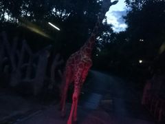 -清迈夜间动物园