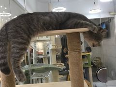 -喵园·猫主题咖啡厅·撸猫·猫咖(国贸店)
