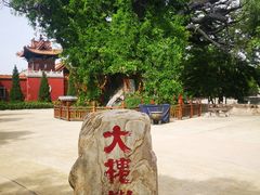 -大槐树寻根祭祖园