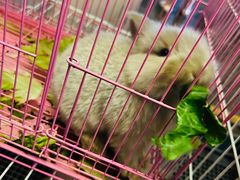 -大象厨房(重庆道店)