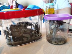 -吴淞炮台湾湿地森林公园烧烤区