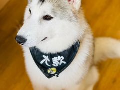 -Husky Go! 哈士奇体验馆·宠物咖啡厅狗咖