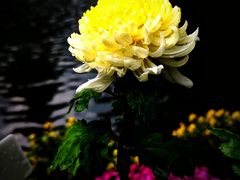 -杭州植物园