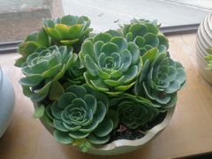 -四姑娘山阿巴郎·藏式花园餐厅