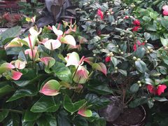 -秦美花卉(天朗·莱茵小城2期店)