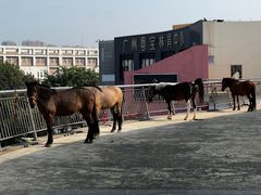 -骑乐马术(广州奥体优托邦中心)