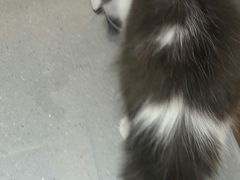 -飞行喵MR PILOT|猫舍·猫咖(静安大融城店)