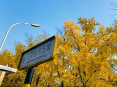 -三里屯东五街银杏大道