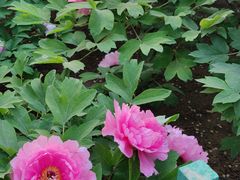-北京市劳动人民文化宫(太庙)