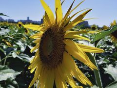 -汉长安城未央宫国家考古遗址公园